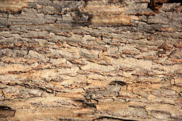 Close up wood texture. Close-up of pine bark with deep cracks. background of pine tree trunk close-up. Macro photo of bark texture