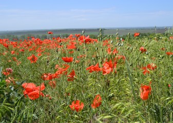 field of poppies