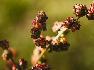 Closeup of a green plant