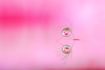 Macro of dandelion seed reflected in the water on blurred background. Poetic and relaxing image ideal for making canvas