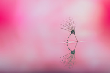 Macro of dandelion seed reflected in the water on blurred background. Poetic and relaxing image ideal for making canvas