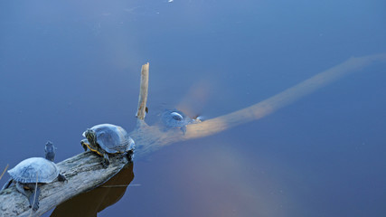 Two turtles sit on a dry fallen tree by the river and bask in the sun.