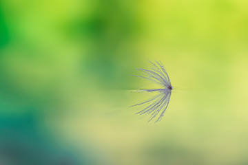 Macro of dandelion seed reflected in the water on blurred background. Poetic and relaxing image...