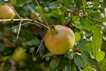 pomegranates on a tree with green leaves
