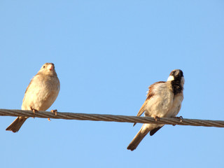 #SPARROW #BIRD #INDIAN-BIRD #CUTE #LOVE #LOVELY #BRIGHT