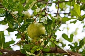 pomegranates on a tree with green leaves