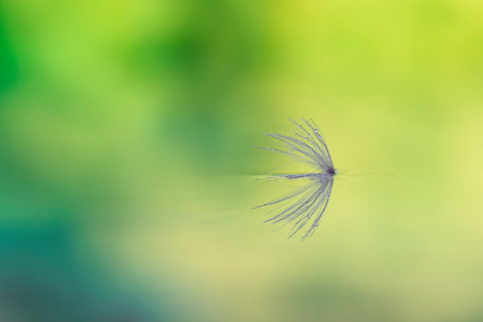 Fototapeta Macro of dandelion seed reflected in the water on blurred background. Poetic and relaxing image ideal for making canvas
