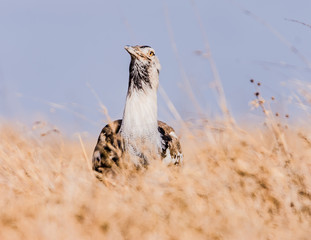 Corie Bustard behind dry grass in Nairobi National Park