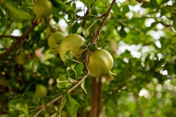 pomegranates on a tree with green leaves