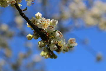 White cherry flowers close-up on a twig against a clear blue sky on a Sunny day.
