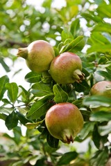 pomegranates on a tree with green leaves