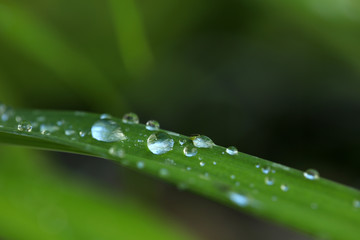 Gras Wiese mit Tau überzogen