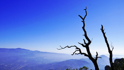 Tree against the backdrop of the Monserrat Mountains at sunrise in a suburb of Barcelona