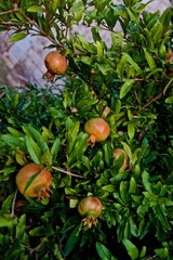 pomegranates on a tree with green leaves