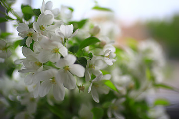 abstract apple tree flowers background, spring blurred background, branches with bloom