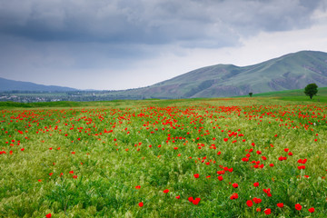 Blooming meadow of red poppies. Beautiful summer landscape with blooming poppies field. Kyrgyzstan Tourism and travel.