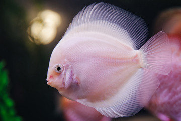 DISCUS ДИСКУС Дискусы