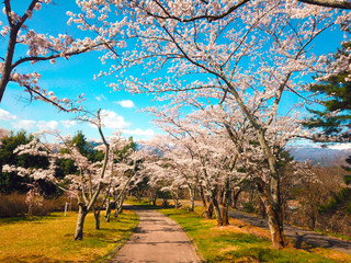 Obraz premium promenade of spring