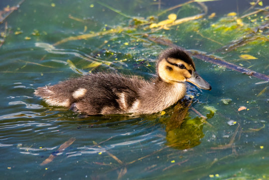 baby mallard duckling eating in the water in front of its mother