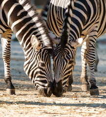 Fototapeta na wymiar Two beautiful zebras eating together