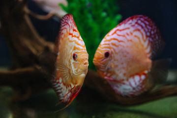 Fototapeta premium DISCUS ДИСКУС Дискусы