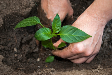 Woman plants seedlings of pepper in the garden.