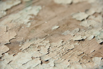 blurred background of a shabby tree with pieces of paint in the cracks
