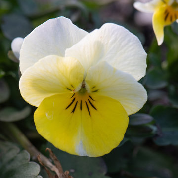 Bunte Hornveilchen als Fr&uuml;hlingspflanzen im Garten