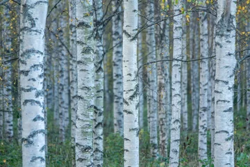 Gardinen nature, birch, forest, background, tree, trunk, season, white, bark, black, wood, branch, pattern, landscape, natural, grove, park, silhouette, vector, isolated, leaf, plant, wallpaper, design, decora © thomasmales