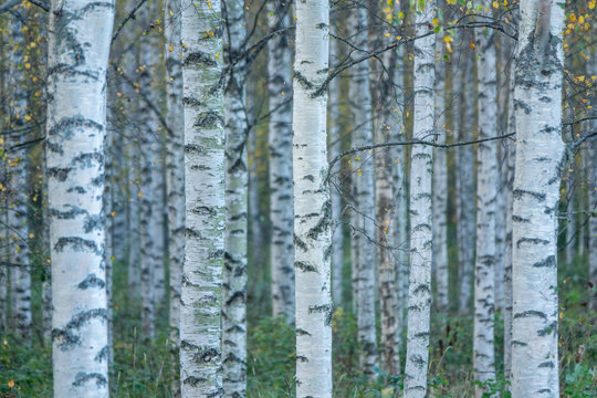 nature, birch, forest, background, tree, trunk, season, white, bark, black, wood, branch, pattern, landscape, natural, grove, park, silhouette, vector, isolated, leaf, plant, wallpaper, design, decora