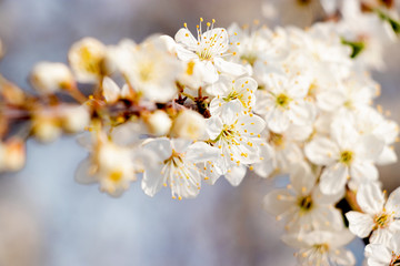 flowering trees, pollination by bees