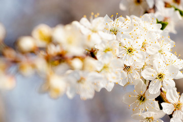 flowering trees, pollination by bees