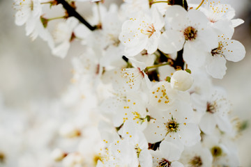 flowering trees, pollination by bees