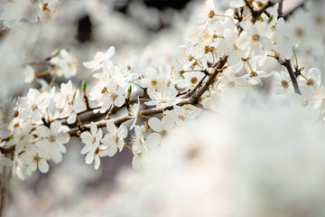 flowering trees, pollination by bees