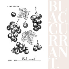 Hand drawn black currant branch, leaf and berry. Engraved vector illustration. Blackberry agriculture plant. Summer harvest, jam or marmalade vegan ingredient. Menu, package, cosmetic and food design. - 349214880