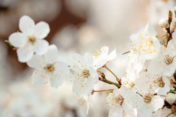 flowering trees, pollination by bees