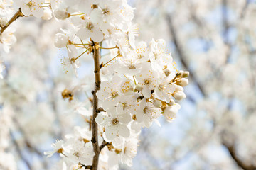 flowering trees, pollination by bees