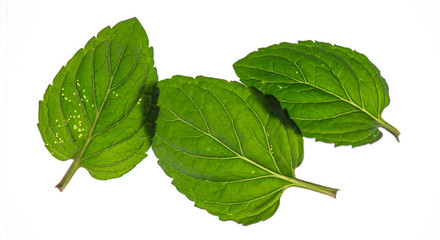 3 mint leaves close up macro isolated on white background with clipping paths visible