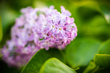 Macro of purple lilac flower bush blooming in may. Shallow depth of field. Floral background