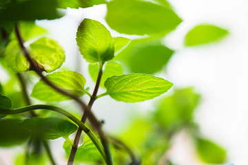 Bunch of spearmint or mint leaves with branches on bright background