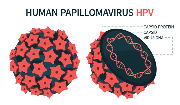 Internal and external structure of human papillomavirus HPV. An enlarged schematic representation. Vector illustration.