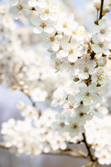 flowering trees, pollination by bees