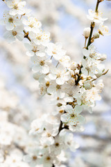 flowering trees, pollination by bees