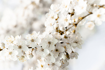 flowering trees, pollination by bees