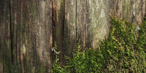 old wooden board overgrown with moss