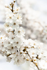 flowering trees, pollination by bees