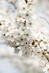 flowering trees, pollination by bees