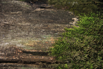 old wooden board overgrown with moss