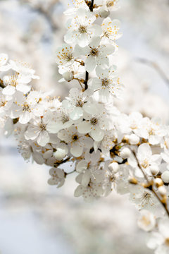 flowering trees, pollination by bees © Vladimir