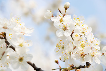 Obraz premium flowering trees, pollination by bees